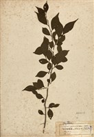 藏品(烏皮九芎(奮起湖野茉莉))的圖片